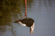 Cames llargues (Himantopus himatopus)