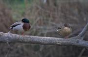 Ànec Collverd (Anas platyrhynchos)