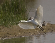 Martinet blanc (Egretta garzetta)