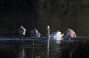 Cigne mut (Cygnus olor)