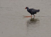 Polla blava (Porphyrio porphyrio)