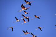 Estol de flamencs (Phoenicopterus roseus)