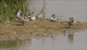 Juvenils d'Ànec blanc (Tadorna tadorna)