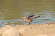 Curruca carrasqueña  (curruca cantillans)