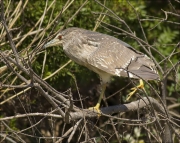 Jove de Martinet de nit (Nycticorax nycticorax)