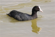 Fotja (Fulica atra)