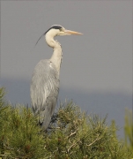 Bernat pescaire (Ardea cinerea)