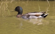 Mascle d'Ànec collverd (Anas platyrhynchos)