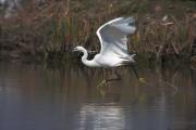 Martinet blanc ( Egretta garzetta)