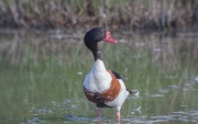 Ànec blanc (Tadorna tadorna)