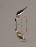 Cames llargues (Himantopus himantopus)