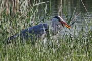 Ardèids: Bernat Pescaire