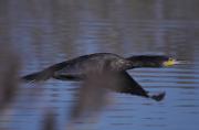 Corb marí gros (Phalacrocorax carbo)