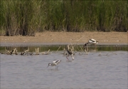 Bec d'alena ( Recurvirostra avosetta)