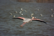 Flamenc (Phoenicopterus ruber)