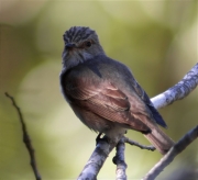 Papamosques gris (Muscicapa striata)