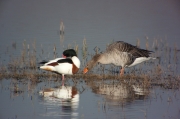 Ànec blanc (Tadorna tadorna) Oca vulgar (Anser anser)