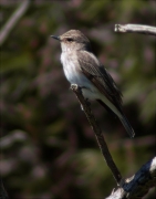 Papamosques gris (Muscicapa striata)