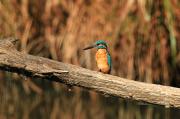 Blauet (Alcedo athis)