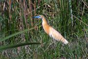 Martinet ros (Ardeola ralloides)