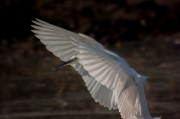 Martinet blanc (Egretta garzetta)