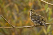 Titella (Anthus pratensis)