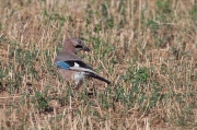 Gaig (Garrulus grandarius)