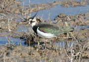 Fredeluga Avefría (vanellus vanellus)