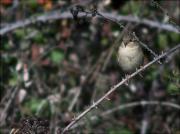 Pinsà comú (Fringilla coelebs)