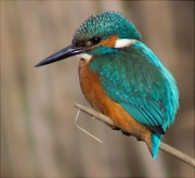 Blauet (Alcedo atthis)