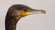 Corb marí gros (Phalacrocorax carbo)