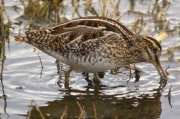 Becadell comú (Gallinago gallinago)