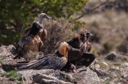 Voltors-"Tres de Cuatro"