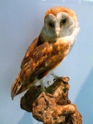 Òliba (Tyto alba)