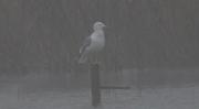 Gavià argentat (Larus michahellis)