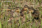 Los tres patitos.....