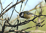 MALLERENGA CARBONERA
