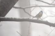 Mallerenga blava.  Herrerillo común (Parus caeruleus)