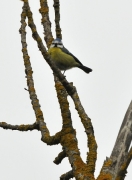 Mallerenga blava (Parus caeruleus)