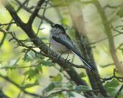 Mallerenga cuallarga. Mito (Aegithalos caudatus)