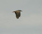 Martinet de nit. Martinete común (Nycticorax nycticorax)