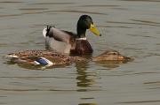 Ánade collverd (anas platyrhynchos)