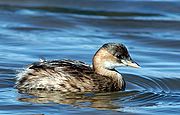 Mergulhão pequeno - Tachybaptus ruficollis