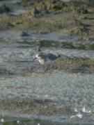 Territ menut, correlimos menudo (Calidris minuta)