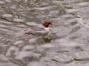 Bec de serra gros, serreta grande (Mergus merganser)