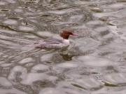 Bec de serra gros, serreta grande (Mergus merganser)