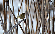 MOSQUITERO COMUN - MOSQUITER COMÚ