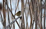 MOSQUITERO COMUN - MOSQUITER COMÚ