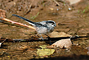 Mallerenga cuallarga-Mito-Aegithalos caudatus