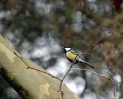 Mallerenga carbonera. Parus major